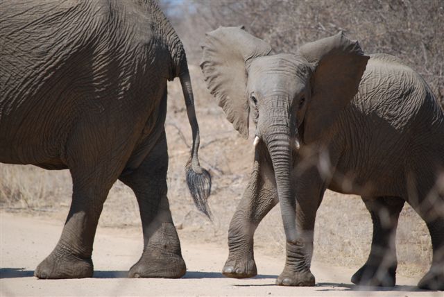 Yound male elephant flaring its ears.JPG